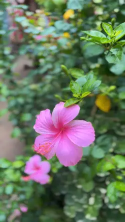 Bunga slowmo