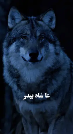 تک تاک مره فارو کنید