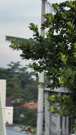 KONCO MESRA