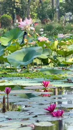 স্বপ্ন দেখাও বন্ধু