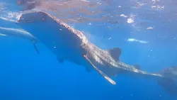 Whale Shark Watching
