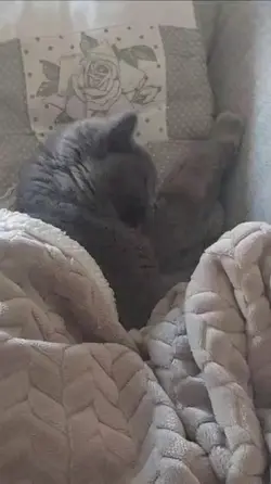 gatti
