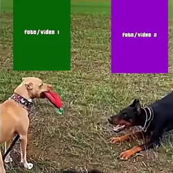 trending dog