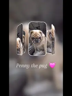 Doggytemplate