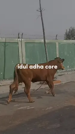 Idul adha core