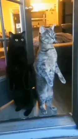 funny cat