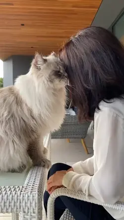 cat catlovers
