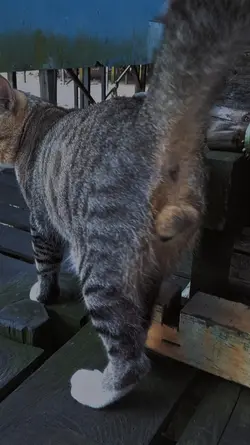 tanggal tujuh belas 