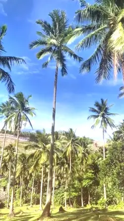 nature
