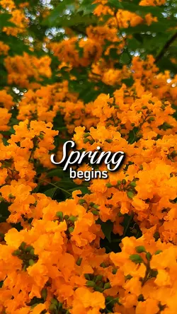 spring begins