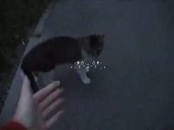 i love cats