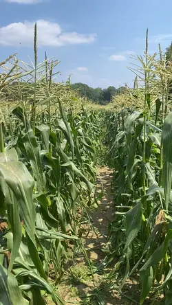 Summer Farming