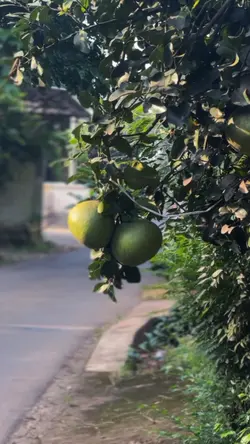 NAN KO PAHAM