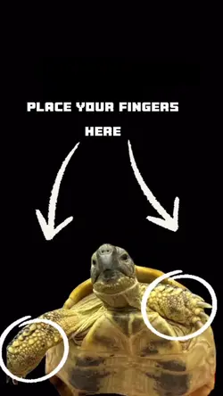 Turtles funny meme 