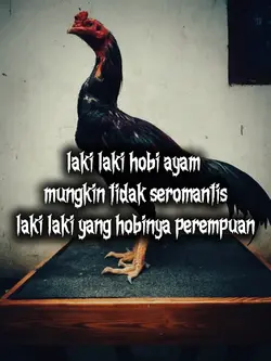 hobi ayam