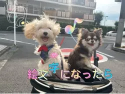 犬2匹