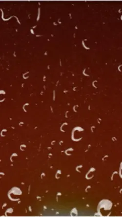 Rain Drops