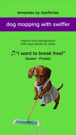dog with swiffer