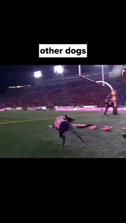 Others dog vs My dog