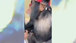 funny videoke