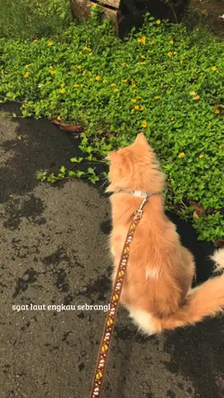 kucing