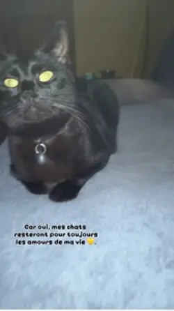 Mes chats 🐈⬛ 💛😍
