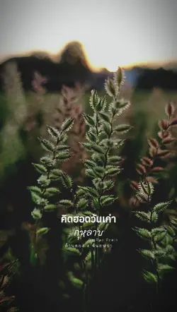 กุหลาบ
