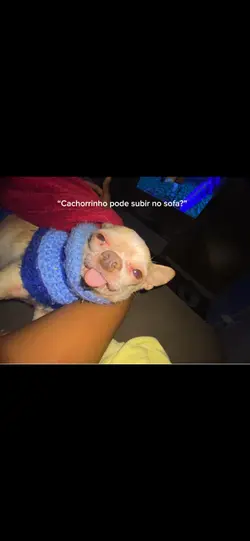 Cachorrinho