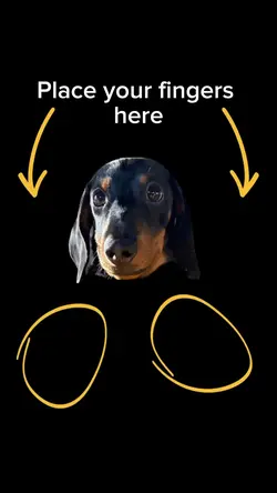 Funny dog meme