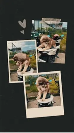 Husky 