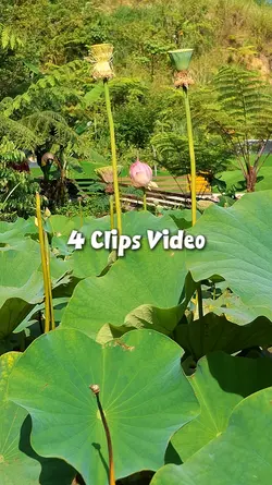 4 clips video