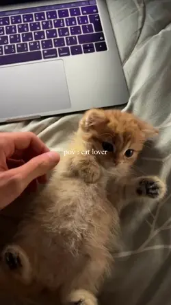 pov cat lover