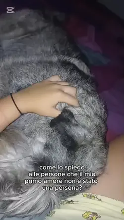 animali 