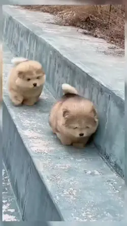 강아지