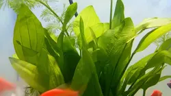 Nhẹ nhàng