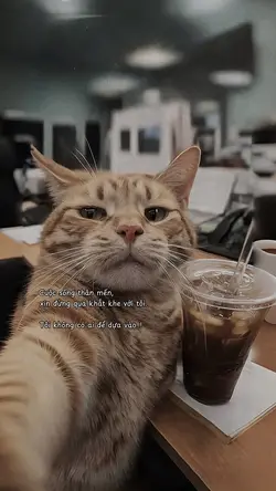 1 ảnh + cap