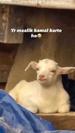 TRENDING TEMPLATE ♥️🌸