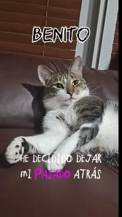 Meme Cat