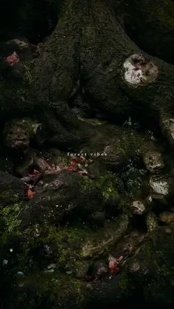 forest vibes