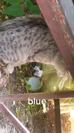 moje koty
