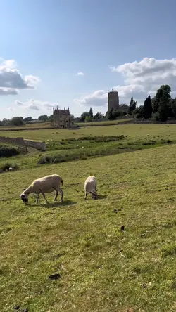 SHEEP