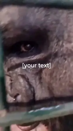 gorilla 🦍