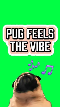 PUG VIBING TO MUSIC
