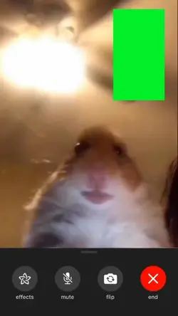 hamster video call