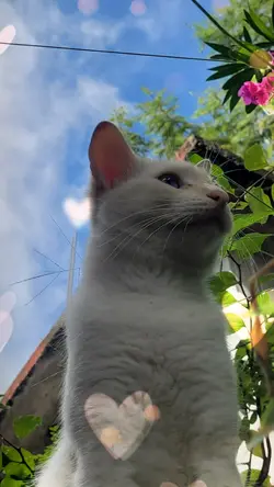 Dios manda gatitos
