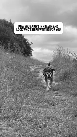 Pet in heaven