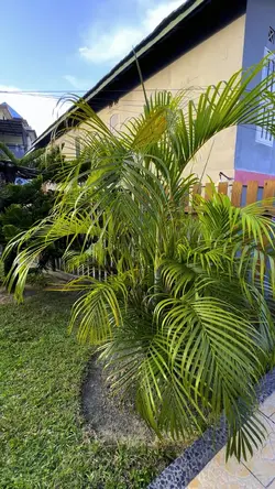 Taman depan rumah