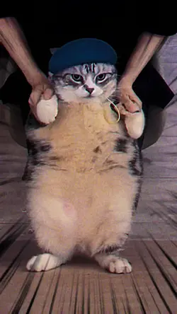 kucing cat lovers