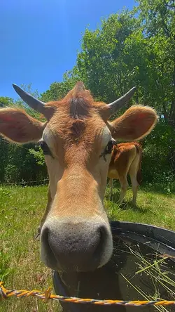 LEMBU DAH BELI DAH