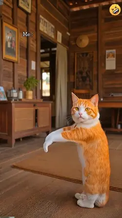Funny Cat ,
